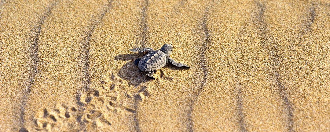 communities_hdr-pics-turtle